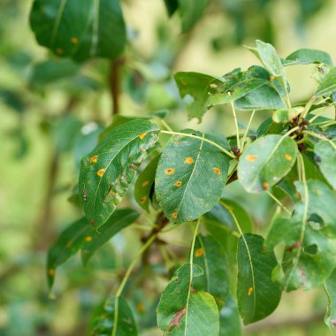  Mantar hastalığı armut pası, mantar jimnastik sabinae tarafından yazın bahçedeki bir armut ağacına bulaşır.                               