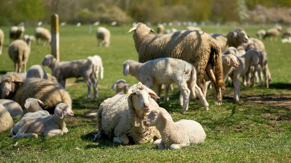 Troupeau Moutons Pour Entretien Paysage Sur Une Prairie Herrenkrugpark Près — Photo