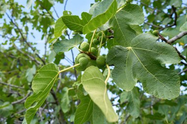  Yazın güneşli Hırvatistan 'da incir ağacında incir                              