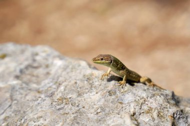    Horvath 'ın kaya kertenkelesi (Iberolacerta horvathi) Hırvatistan' ın Krk adasında bir kaya üzerinde                            