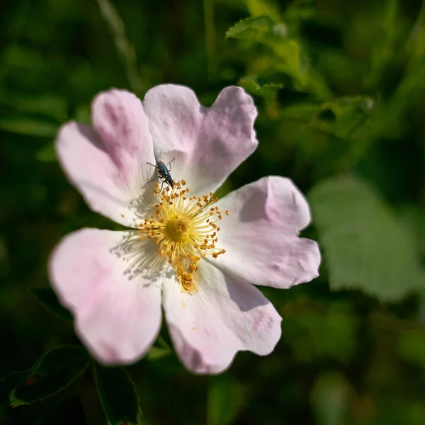 ヘッジの花に緑色の偽油甲虫 Oedemera Nobilis が立ち上がりました — ストック写真