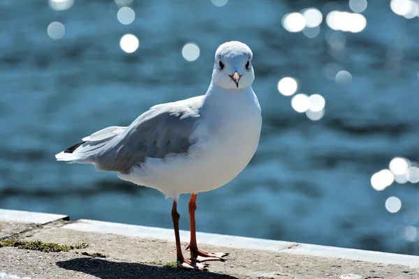 Meeuw — Stockfoto