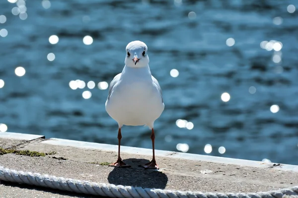 Meeuw — Stockfoto