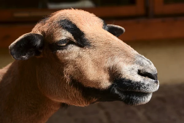 Sheep in a zoo — Stock Photo, Image