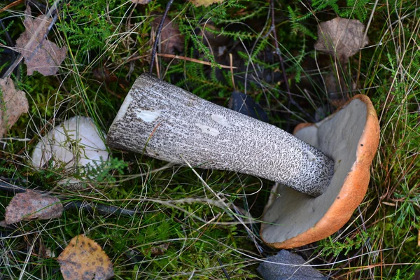 Mushroom in autumn — Stock Photo, Image