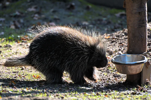 I en djurpark — Stockfoto