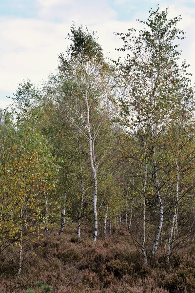 Birch trees in a forest — Stock Photo, Image