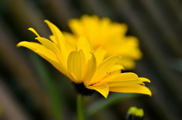 春に黄色い花が咲く — ストック写真