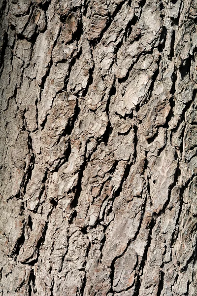 Kůra kaštanového stromu — Stock fotografie