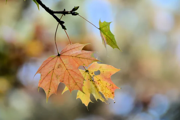 Herfst — Stockfoto