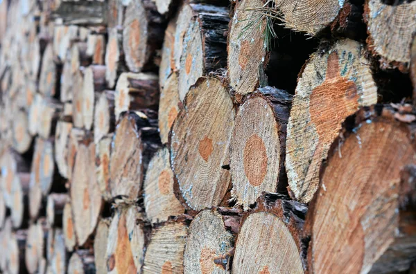 In een forest — Stockfoto