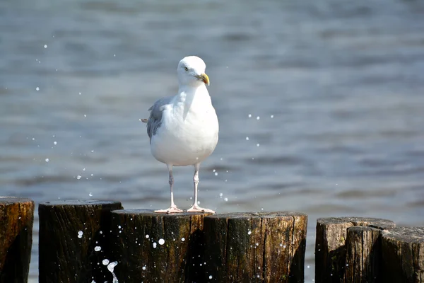 Mouette — Photo