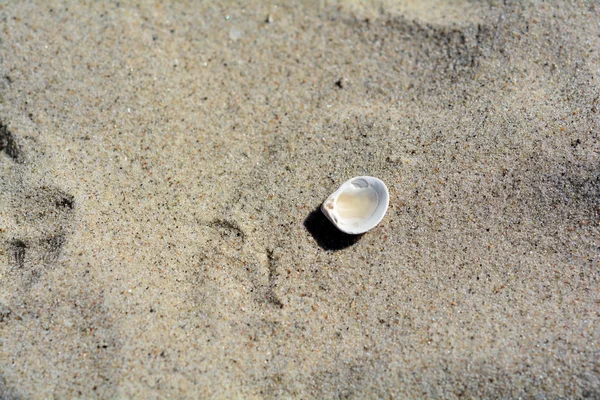 Muschelschale — Stockfoto