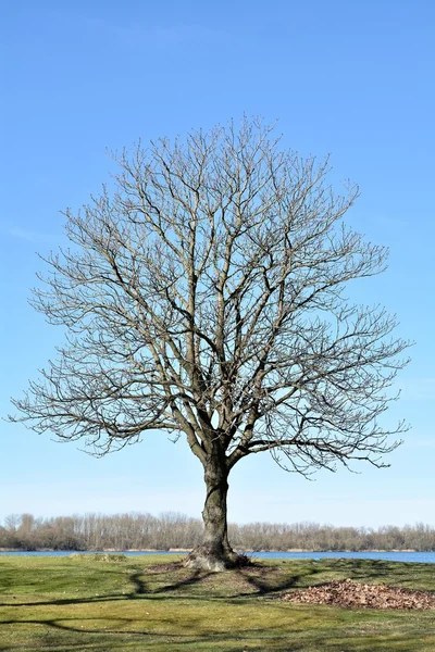 Деревом каштана — стокове фото