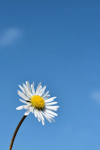 Daisy på våren — Stockfoto