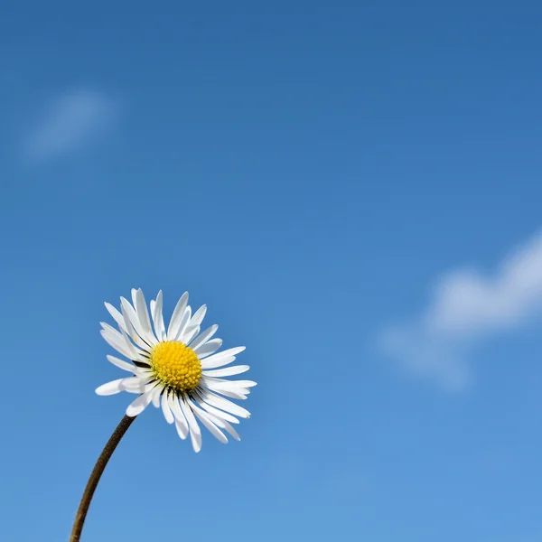 Daisy på våren — Stockfoto