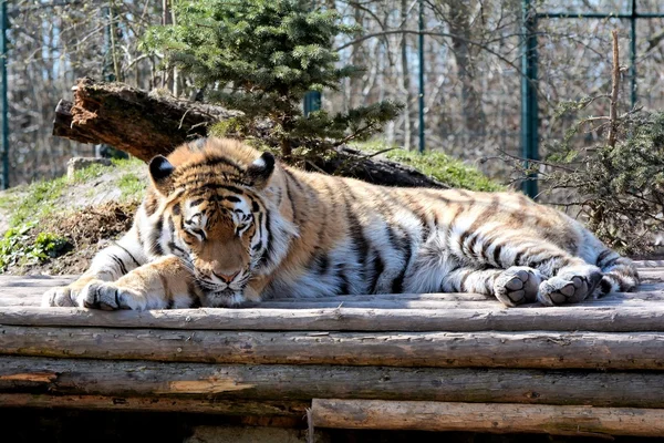 Avslappnad Sibirisk Tiger — Stockfoto