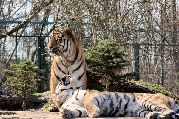 Tigres siberianos — Fotografia de Stock