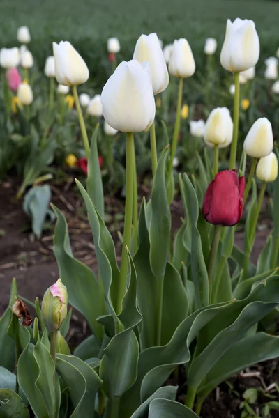 Tulips in the spring — Stock Photo, Image