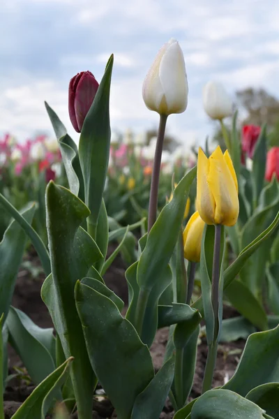 Tulipany wiosną — Zdjęcie stockowe