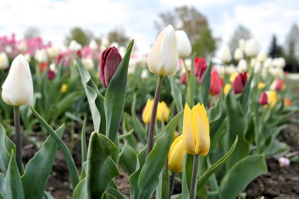 Tulips in the spring — Stock Photo, Image