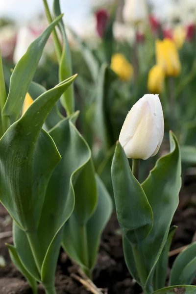 Tulips on a tulip field — Stock Photo, Image