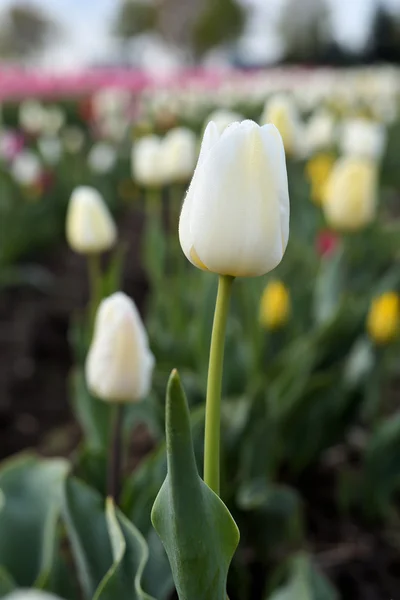 Tulips on a tulip field — Stock Photo, Image