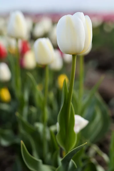 Tulips on a tulip field — Stock Photo, Image