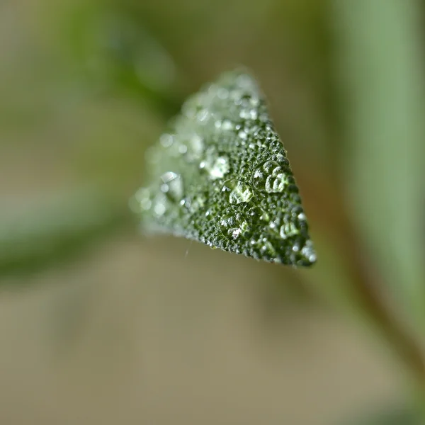 Salvia in giardino — Foto Stock
