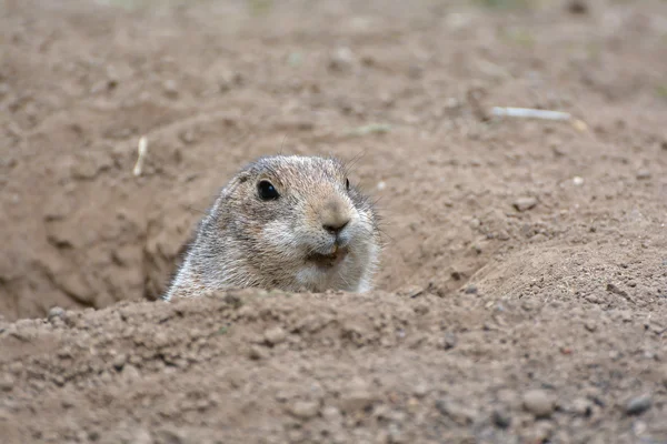 Prairiehond — Stockfoto