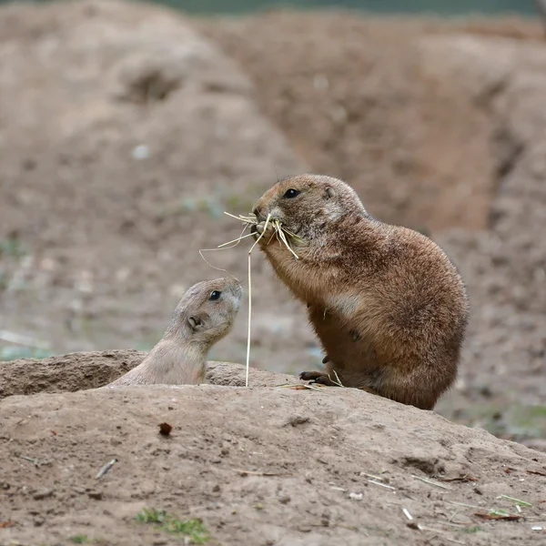 Jeune chien de prairie avec sa mère — Photo