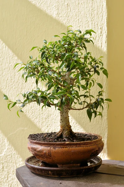 Bonsai — Stockfoto