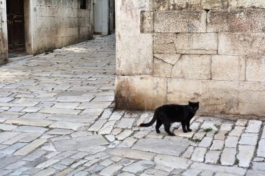 siyah kedi