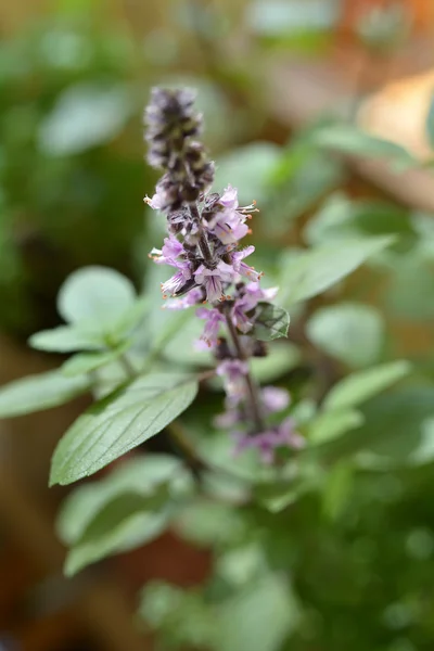 Flowering basil — Stock Photo, Image