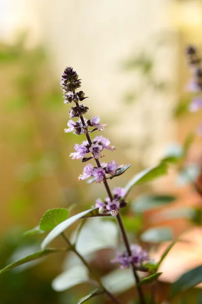 Basil plant — Stock Photo, Image