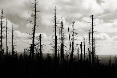 forest of dead trees clipart