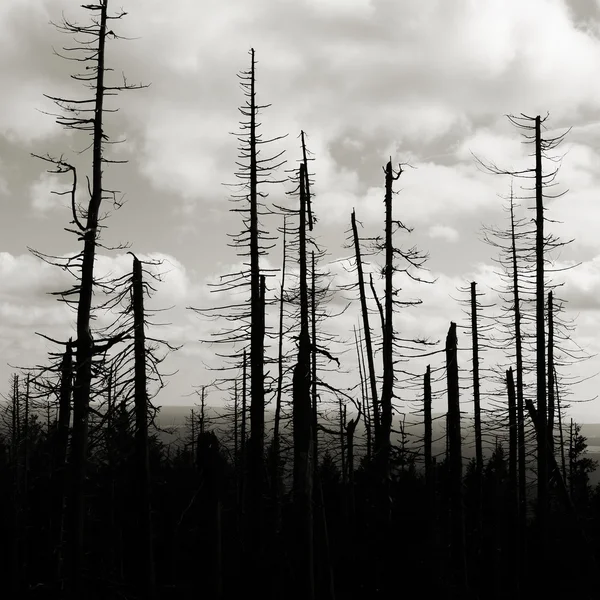 Лес мёртвых деревьев — стоковое фото