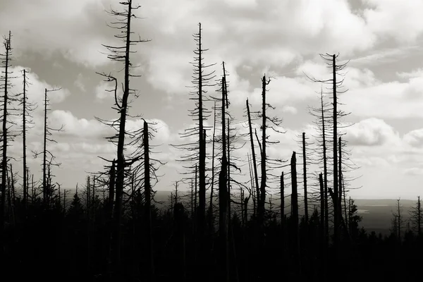 Лес мёртвых деревьев — стоковое фото