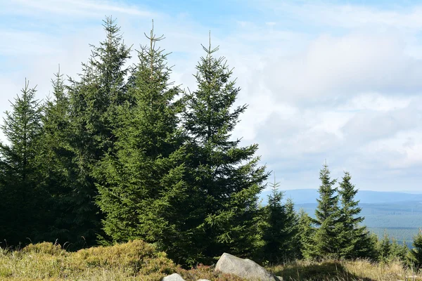 Der Nationalpark Harz — Stockfoto