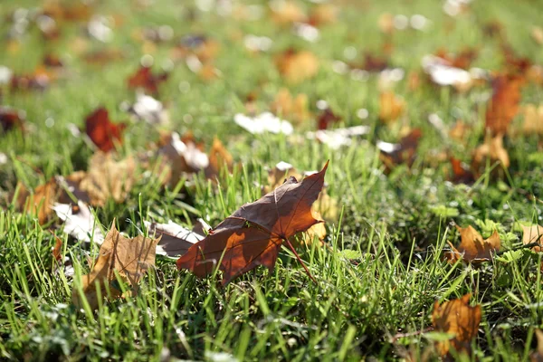 Herbstblätter — Stockfoto