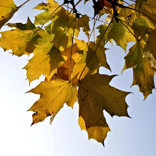 Drzewo jesień kolory — Zdjęcie stockowe