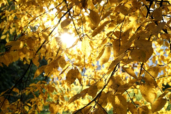 Albero con colori autunnali — Foto Stock