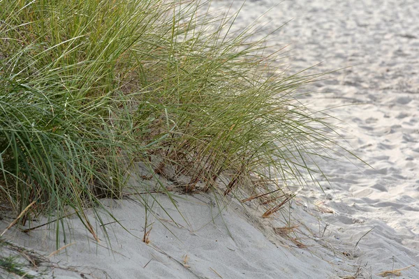 Gras am Strand — Stockfoto