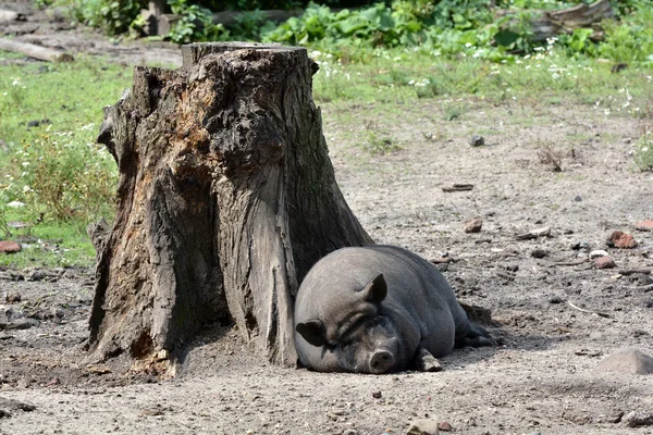 Avslappnad gris på en trädstam — Stockfoto