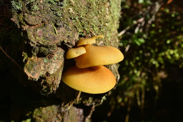 Cogumelo de árvore em um tronco de árvore — Fotografia de Stock