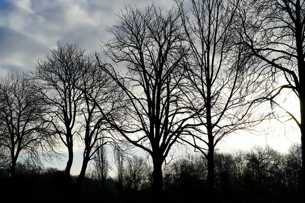 Trees in the evening — Stock Photo, Image