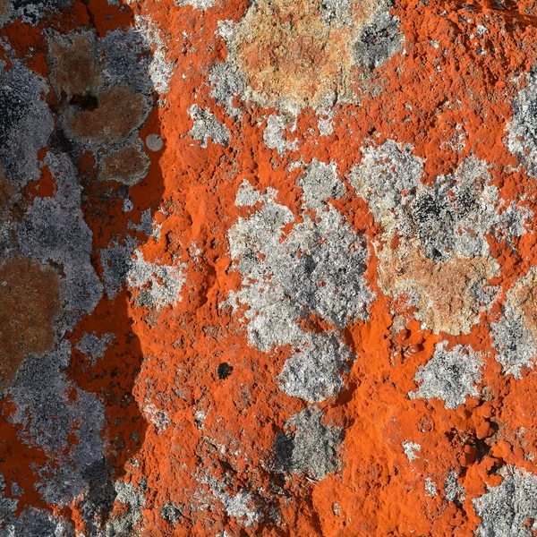 Лишайник на камне — стоковое фото
