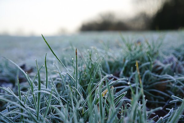 frozen Grass in Winter