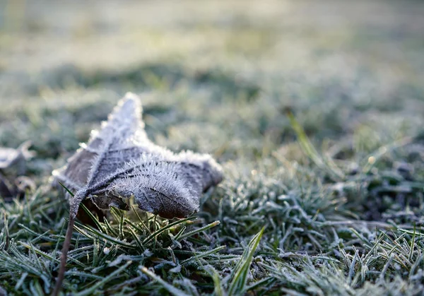 Frozen Grass in Winter — Stock Photo, Image