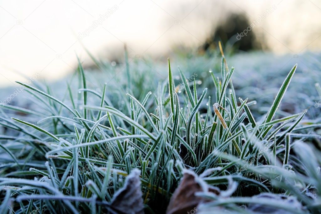 frozen Grass in Winter